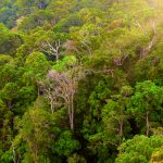 green mountain forest